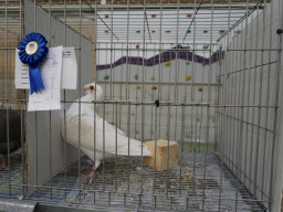 XIV Concurso Exposición de Palomas de Raza en Mula 2024